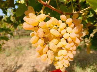 Kakheti & Kazbegi – 2-Day Wine & Mountains Adventure thumbnail 14